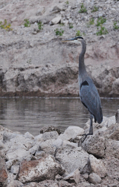 blue heron